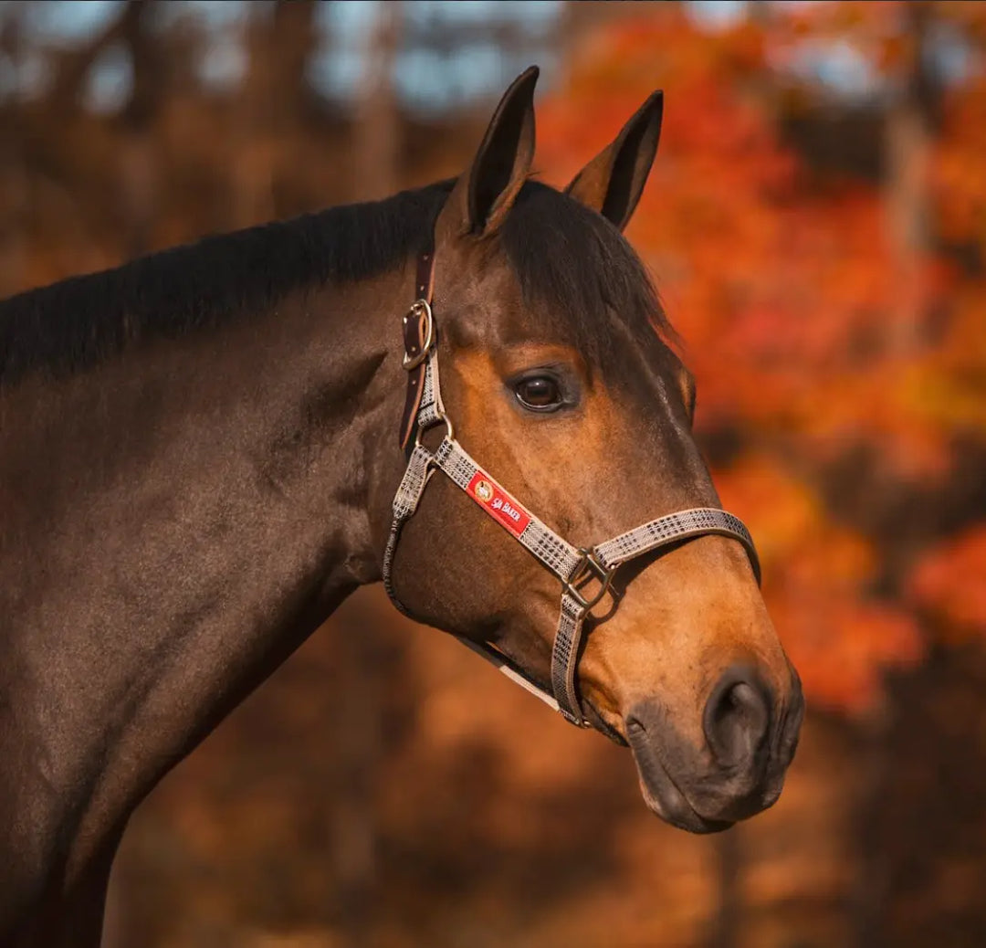 5/A® Baker Breakaway Nylon Halter 5/A® Baker