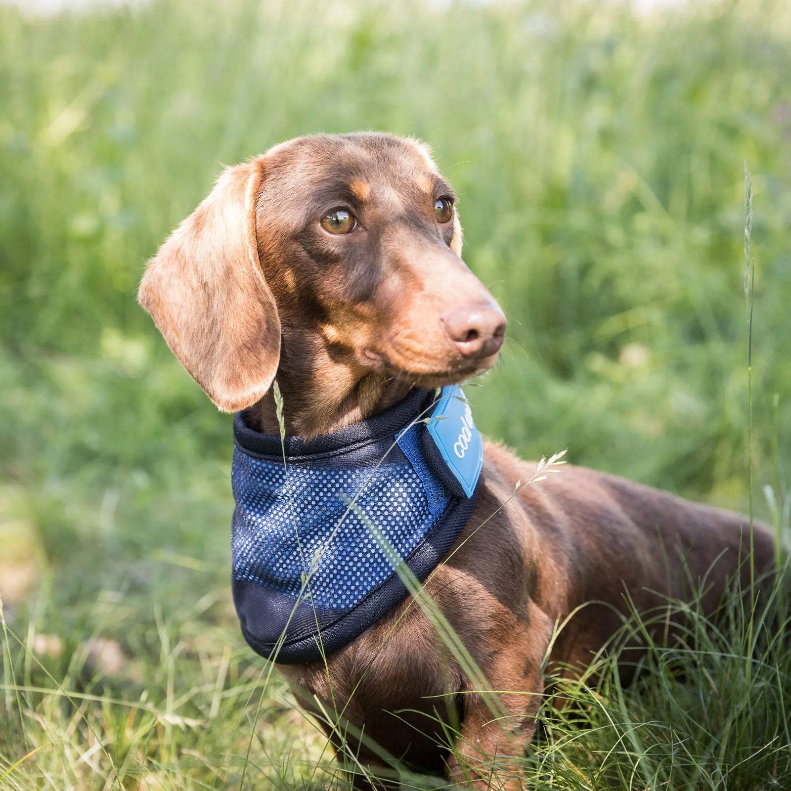 Cool on Track Dog Bandana Back on Track