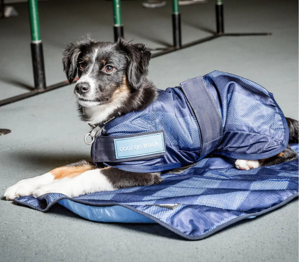 Cool on Track Dog Cooling Dog Coat Back on Track
