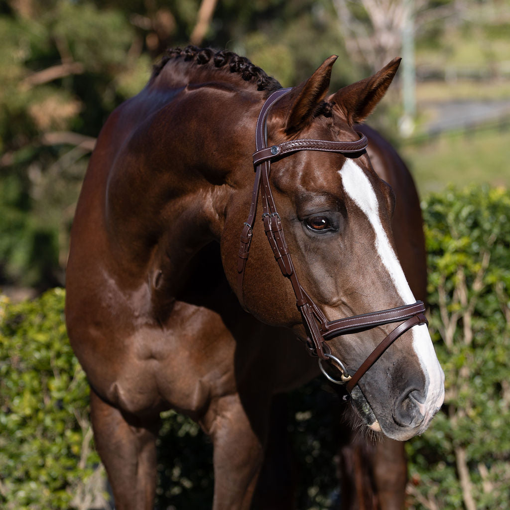 Lumiere Delaney Bridle - on horse