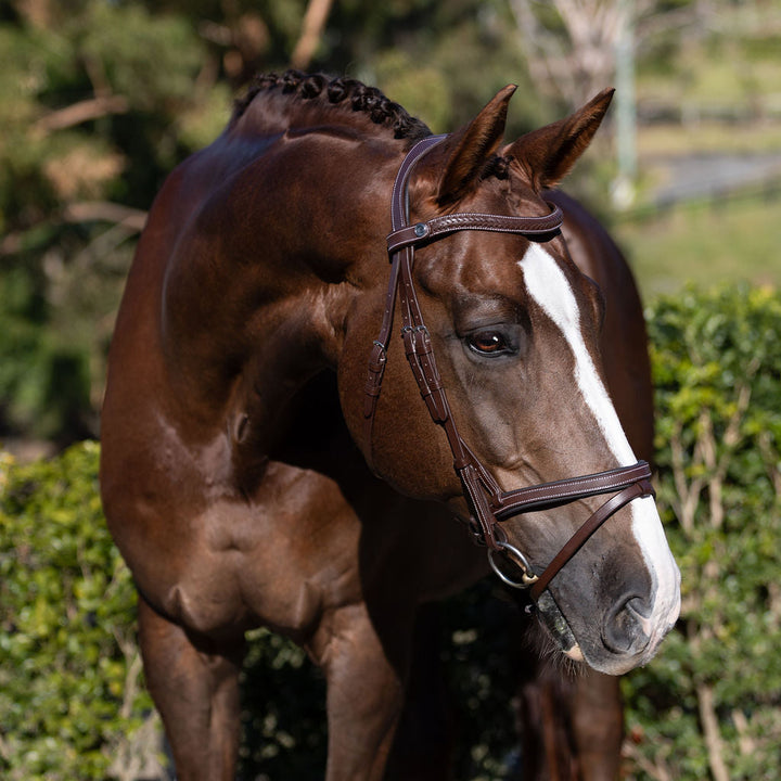 Lumiere Delaney Bridle - on horse