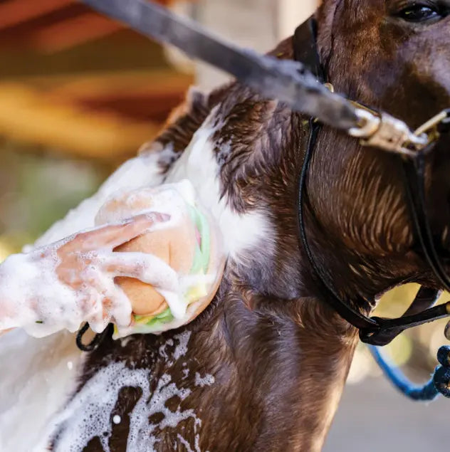 Giant Burger Horse Wash Sponge Dreamers & Schemers