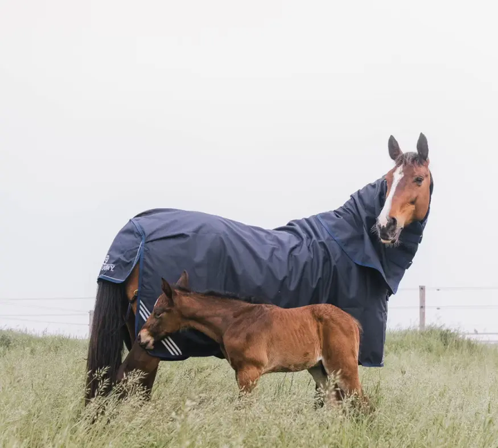 KYAllWWaterComfort#color_navy