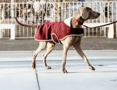 Kentucky Dogwear Fleece Collar Coat Kentucky Horsewear