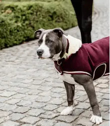 Kentucky Dogwear Fleece Collar Coat Kentucky Horsewear