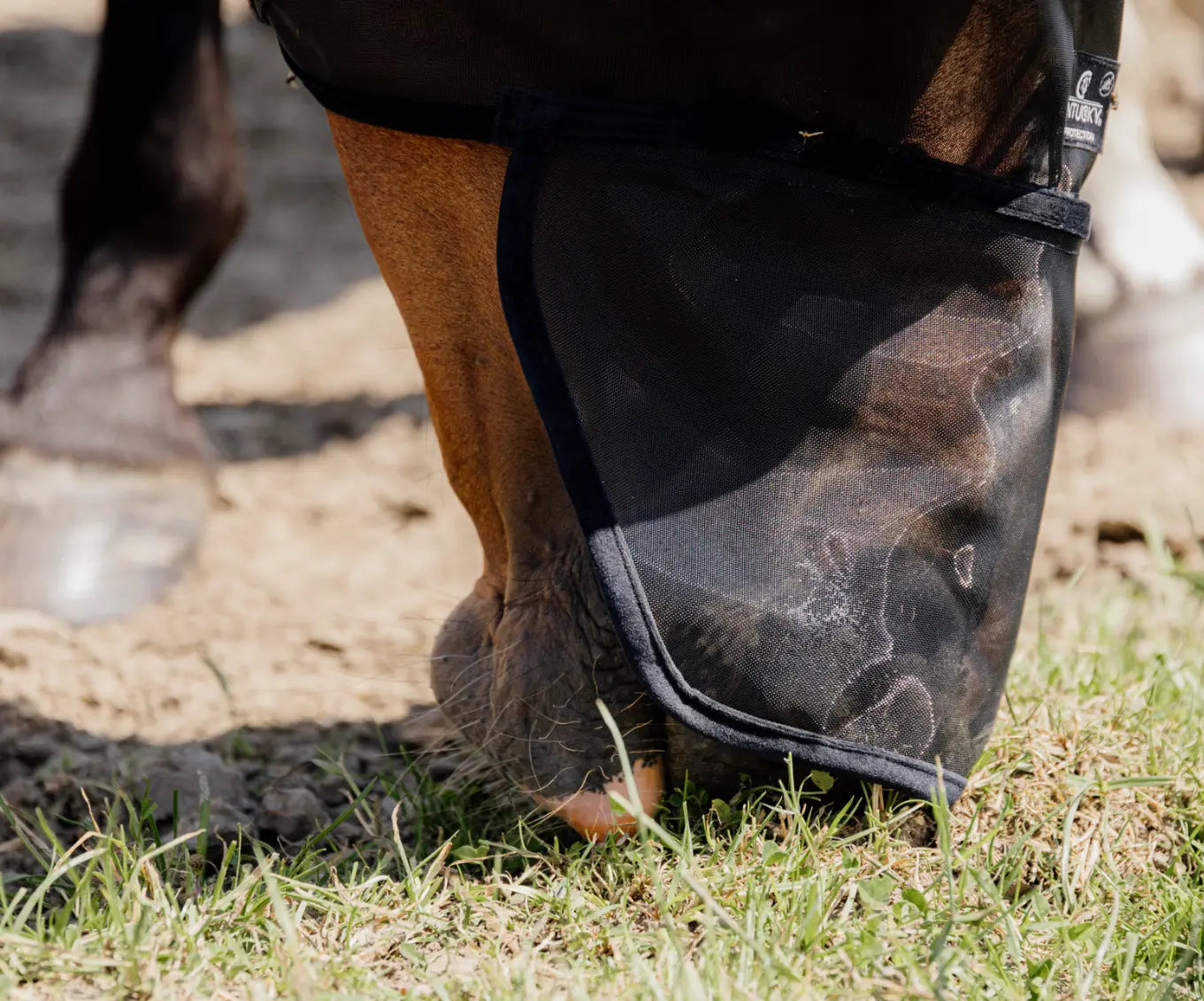 classicearsnose#color_black