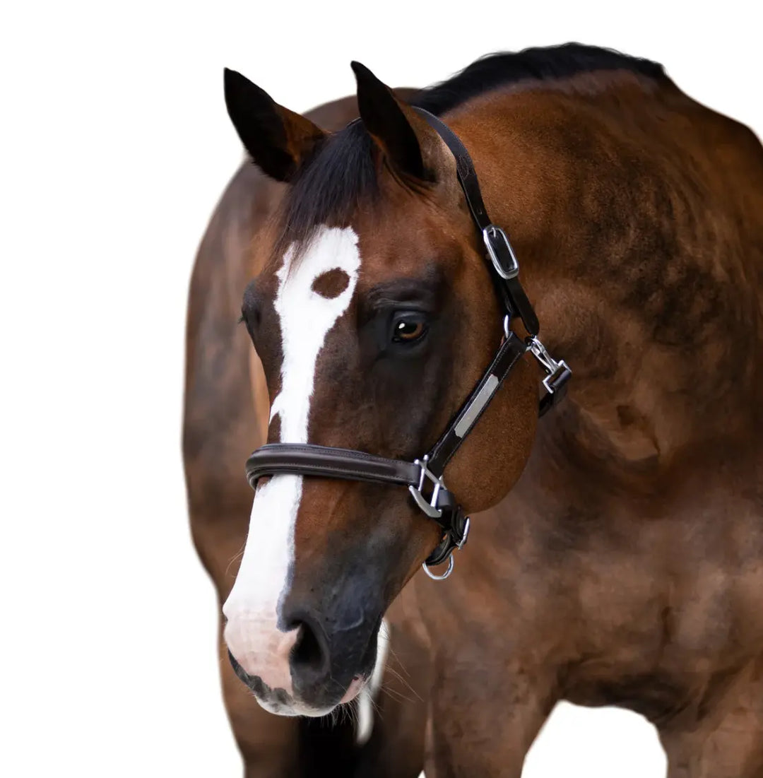 Lumiere Alize Black Leather Halter Lumiere