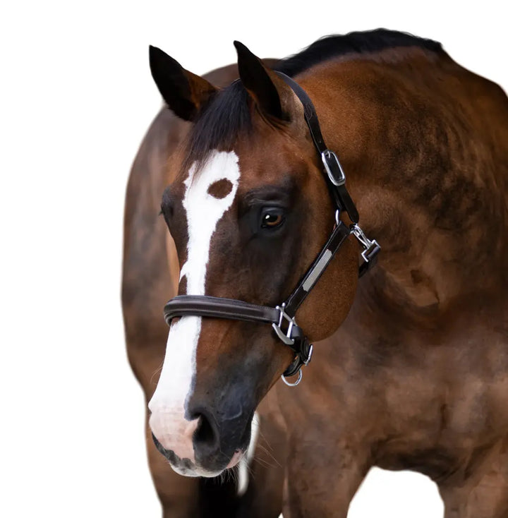 Lumiere Alize Black Leather Halter Lumiere