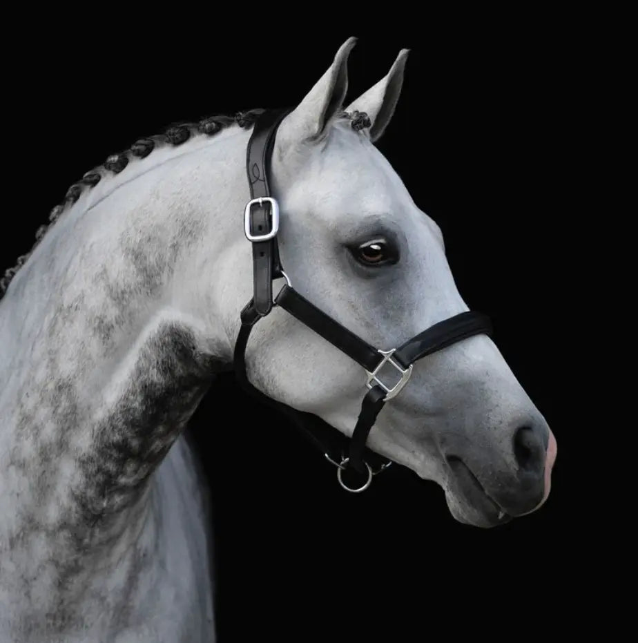 Lumiere Alize Black Leather Halter Lumiere