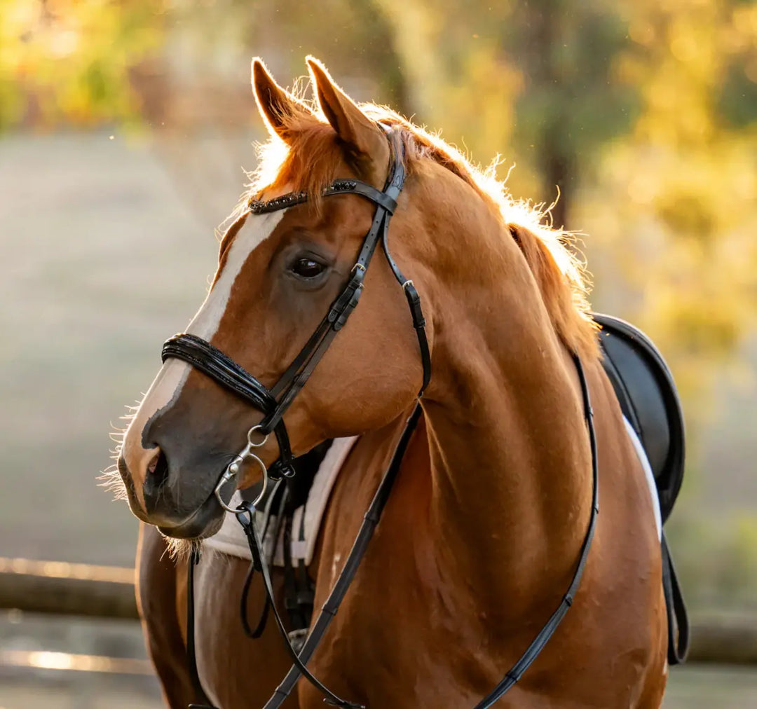 Lumiere Arcadia Crystal Piping Dressage Bridle