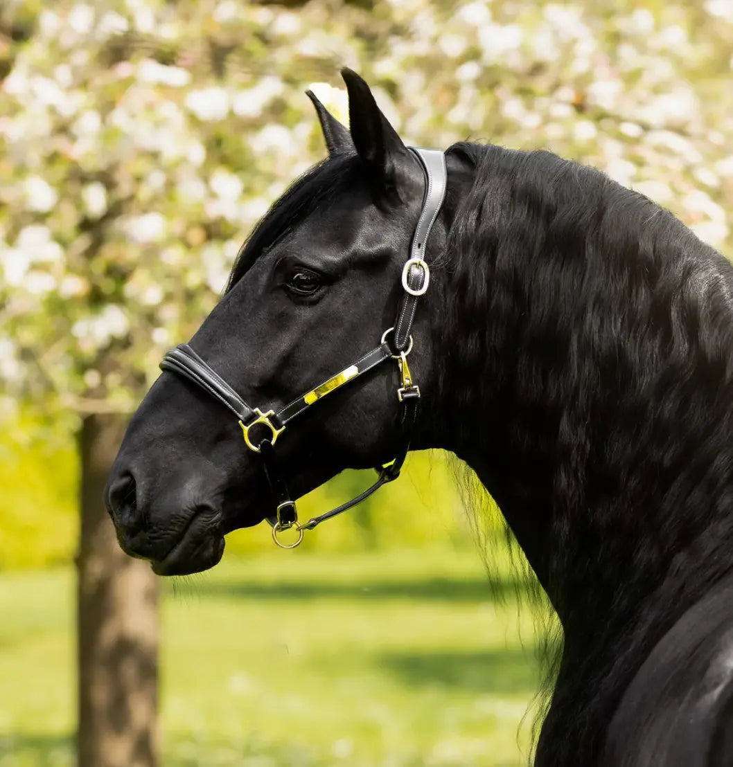 Lumiere Bella Premium Leather Halter Lumiere