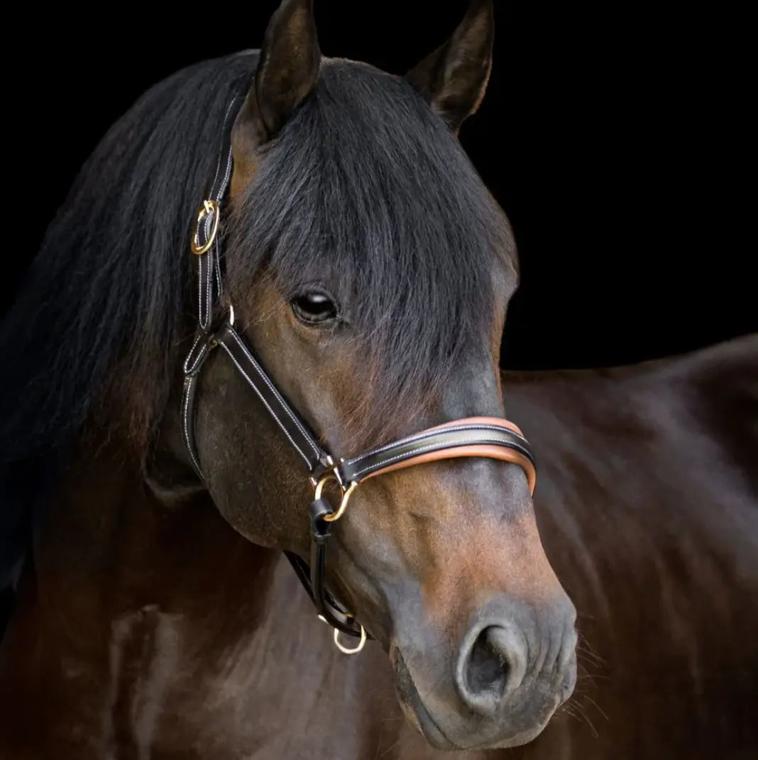 Lumiere Bella Premium Leather Halter Lumiere