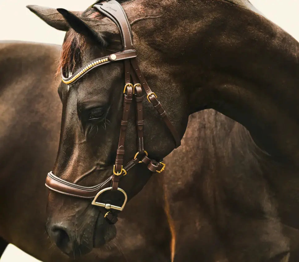 Lumiere Dallas Multi Jump Bridle Lumiere