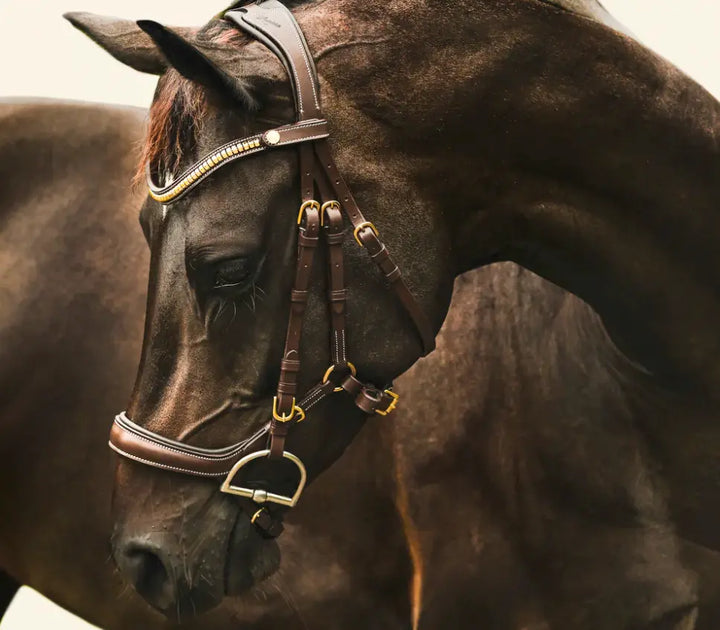 Lumiere Dallas Multi Jump Bridle Lumiere