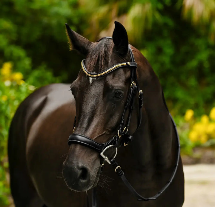 Lumiere Dallas Multi Jump Bridle