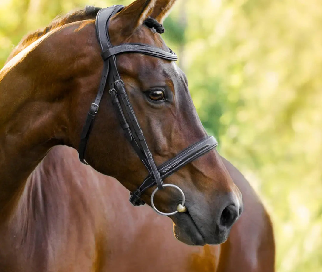 Lumiere Milan Convertible Hunter|Jump Bridle