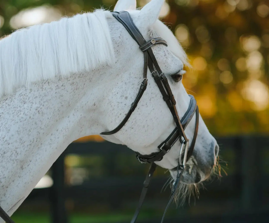 Lumiere Milan Convertible Hunter|Jump Bridle