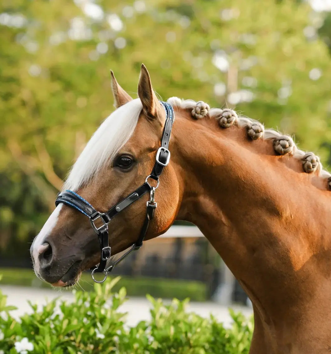 Lumiere Paris Leather Halter