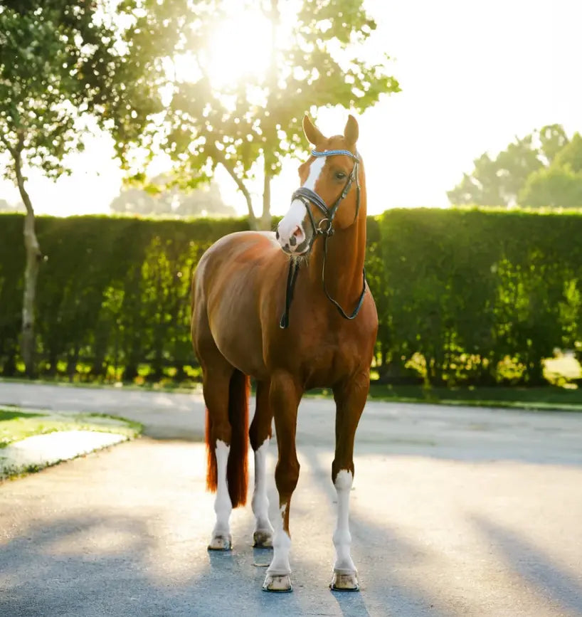 Lumiere Paris Snaffle Bridle