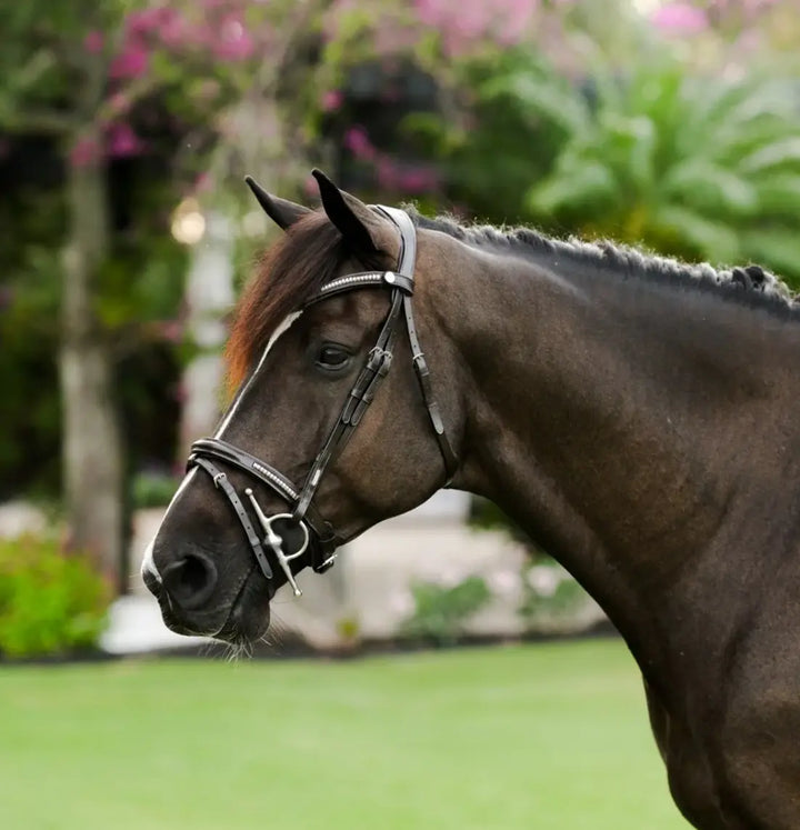 Lumiere Perseus Convertible Bridle