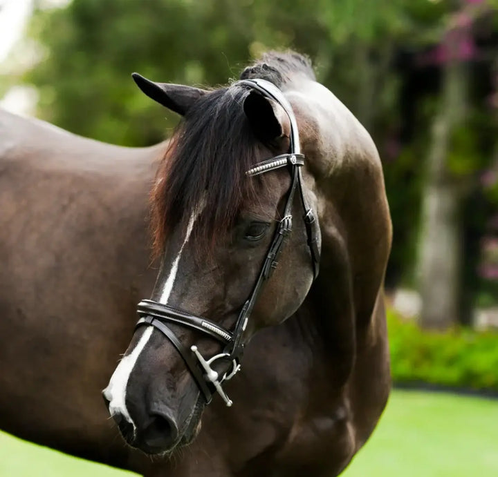 Lumiere Perseus Convertible Bridle