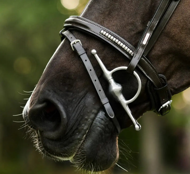 Lumiere Perseus Convertible Bridle