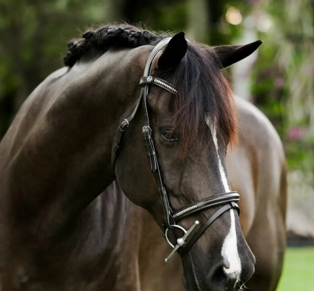 Lumiere Perseus Convertible Bridle