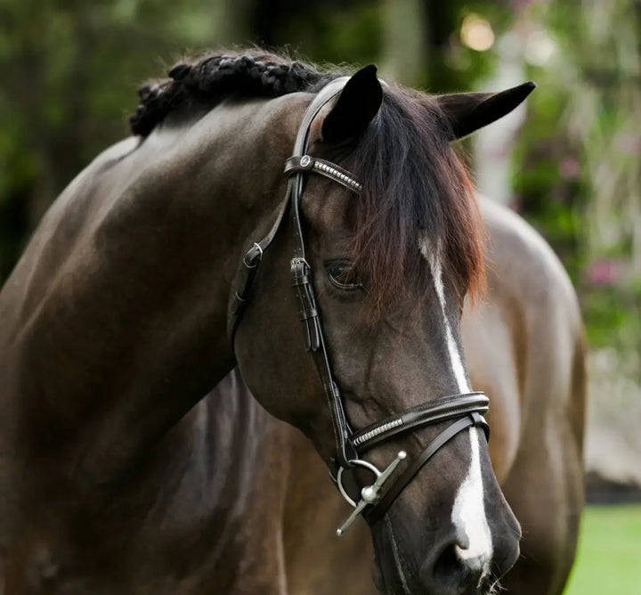 Lumiere Perseus Convertible Bridle