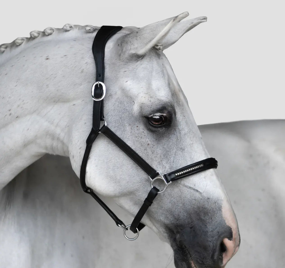 Lumiere Perseus Halter