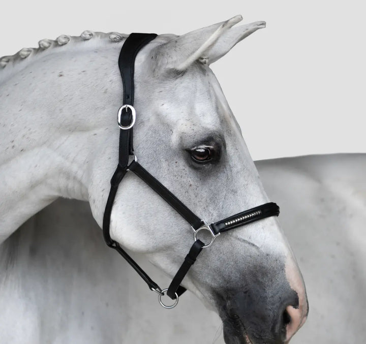 Lumiere Perseus Halter
