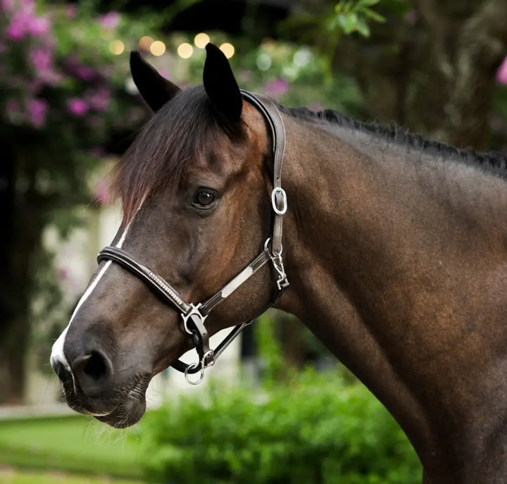 Lumiere Perseus Halter