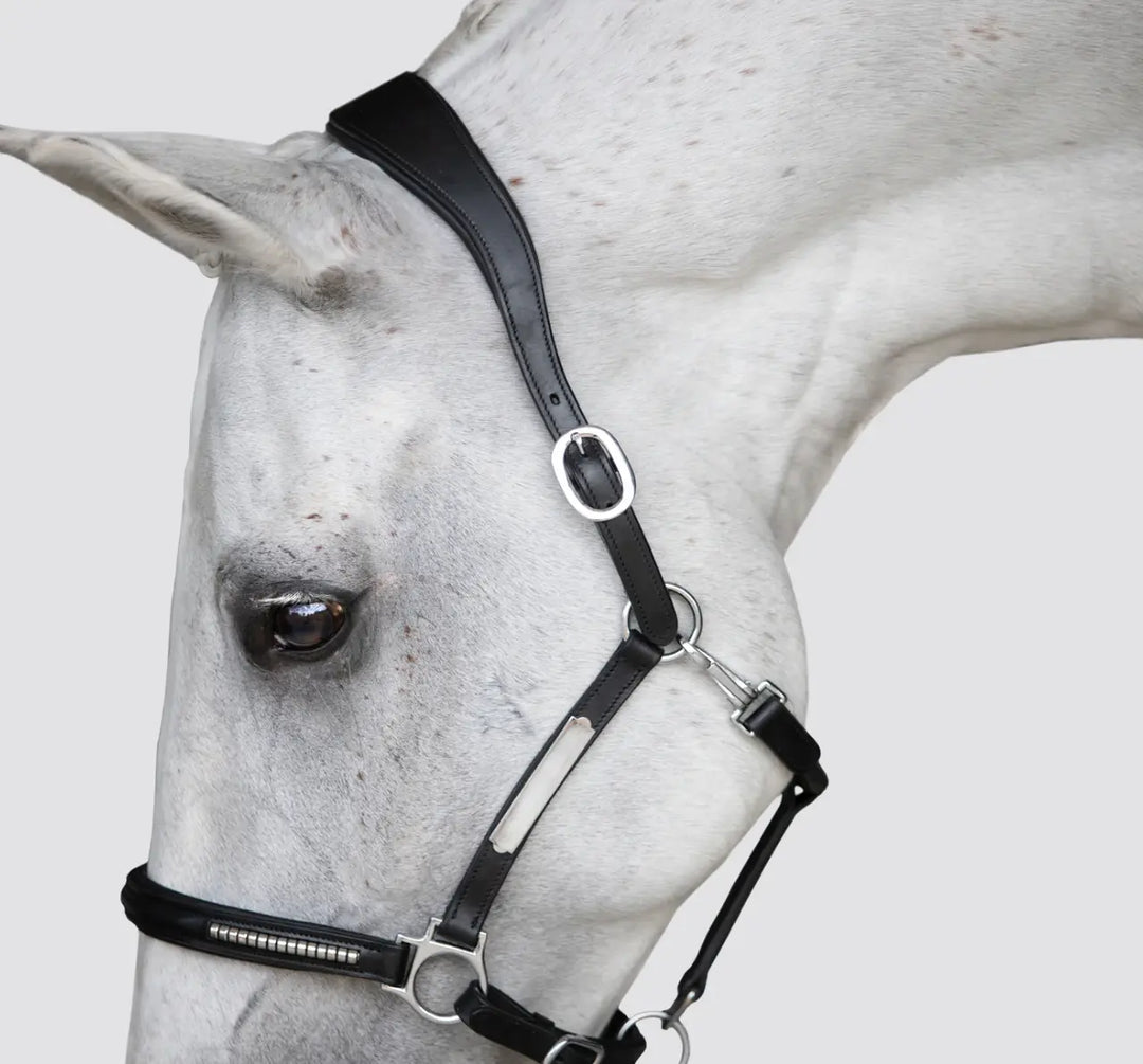 Lumiere Perseus Halter