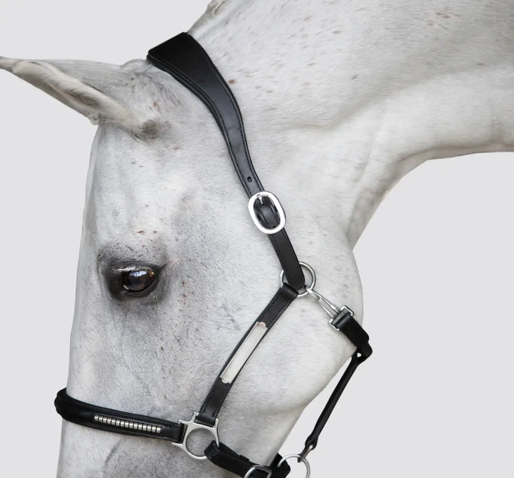 Lumiere Perseus Halter