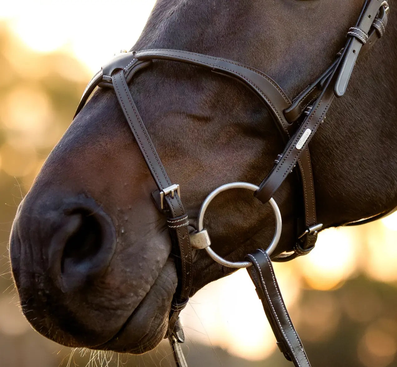Lumiere Pia Figure 8 Bridle Lumiere
