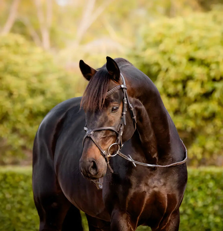 Lumiere Pia Figure 8 Bridle Lumiere