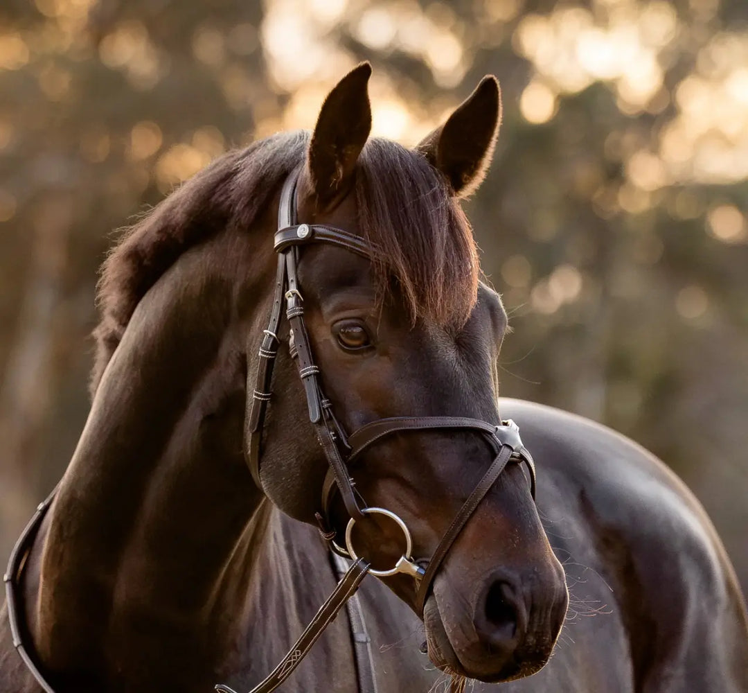 Lumiere Pia Figure 8 Bridle Lumiere