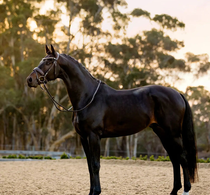 Lumiere Pippa Snaffle Bridle
