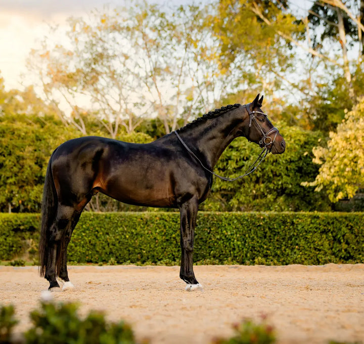 Lumiere Pippa Snaffle Bridle