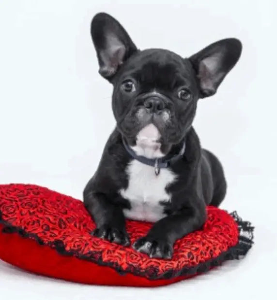 Pet Bed Wash
