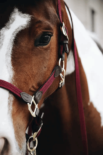 Kentucky Horsewear Plaited Nylon Vegan Leather Halter