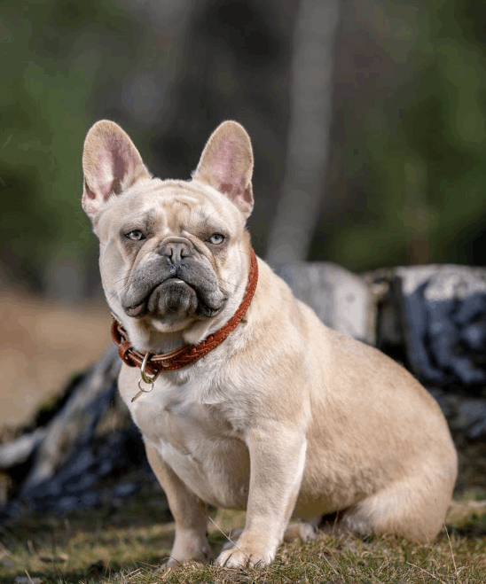 LeMieux Oxford Dog Collar