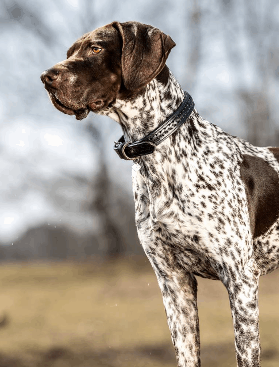 LeMieux Oxford Dog Collar