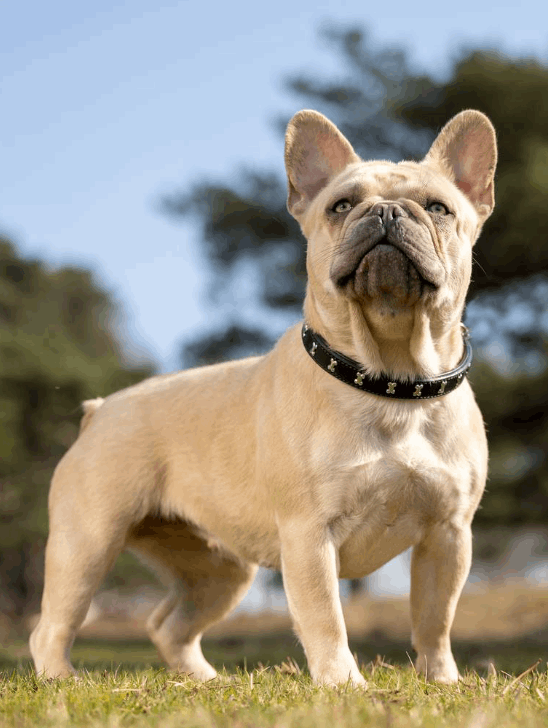 LeMieux Chelsea Dog Collar