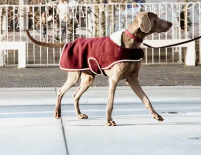 Kentucky Dogwear Fleece Collar Coat