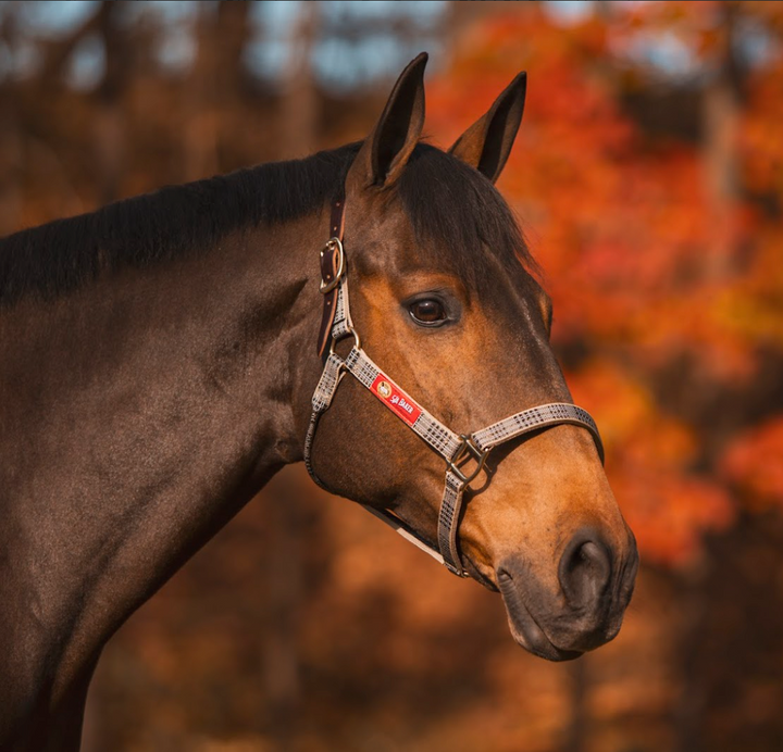 5/A® Baker Breakaway Nylon Halter