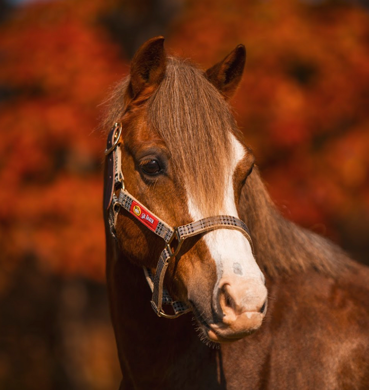 5/A® Baker Breakaway Nylon Halter
