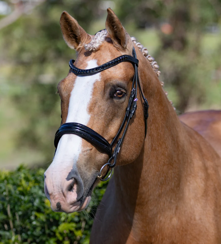 Lumiere Arcadia Crystal Piping Dressage Bridle