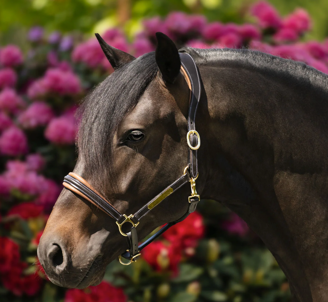 Lumiere Bella Premium Leather Halter