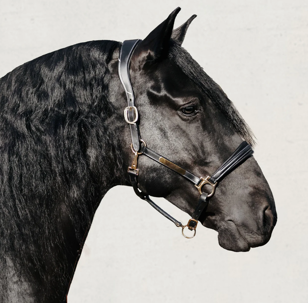 Lumiere Bella Premium Leather Halter
