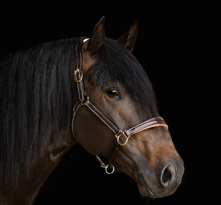 Lumiere Bella Premium Leather Halter